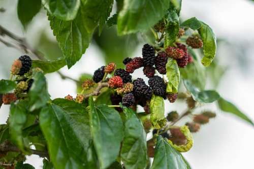 Mulberry tree Cuttings