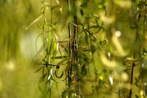 Weeping Willow Cuttings