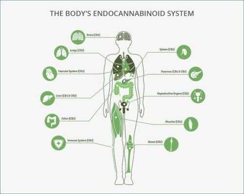 GL CBD Oil 1400mg (30ml)