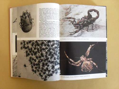 The Pictorial Encyclopedia of Insects, V.J. Stanek