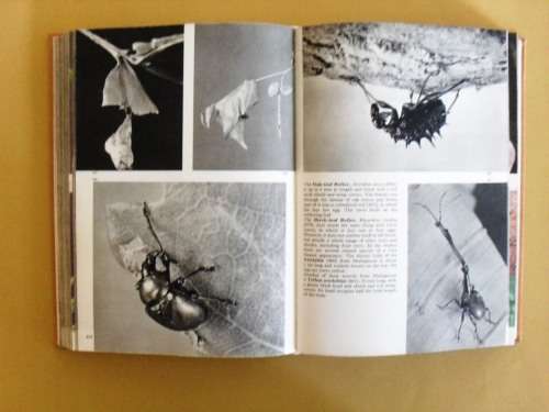 The Pictorial Encyclopedia of Insects, V.J. Stanek