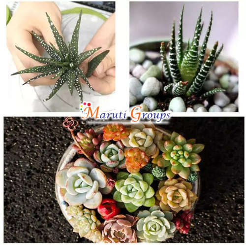 Succulent moulds - Fondant silicone mould / Desert Flower Mould