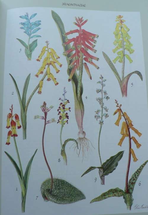 Bulbous plants of Southern Africa, a guide to their cultivation and propagation
