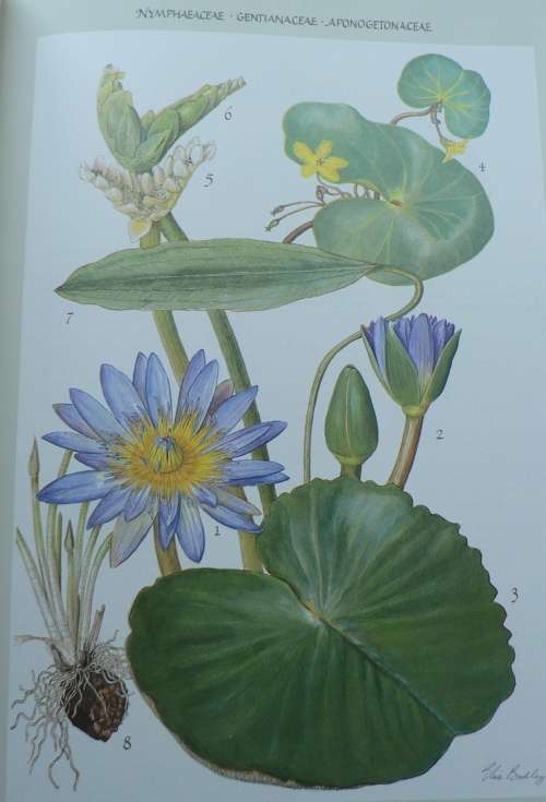 Bulbous plants of Southern Africa, a guide to their cultivation and propagation