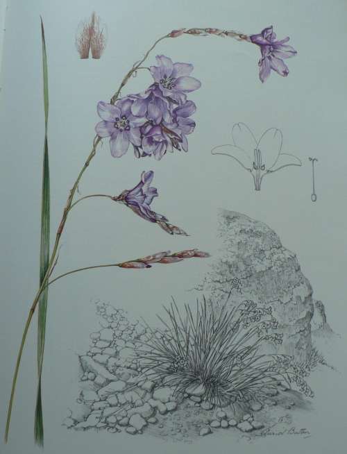 Dierama, the hairbells of  Africa by O.M. Hilliard & B.L. Burt
