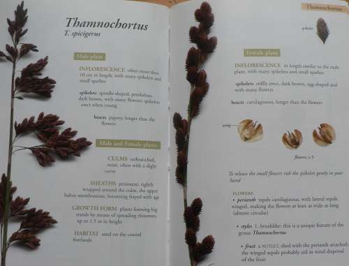 Restios of the Fynbos by Haaksma & Linder