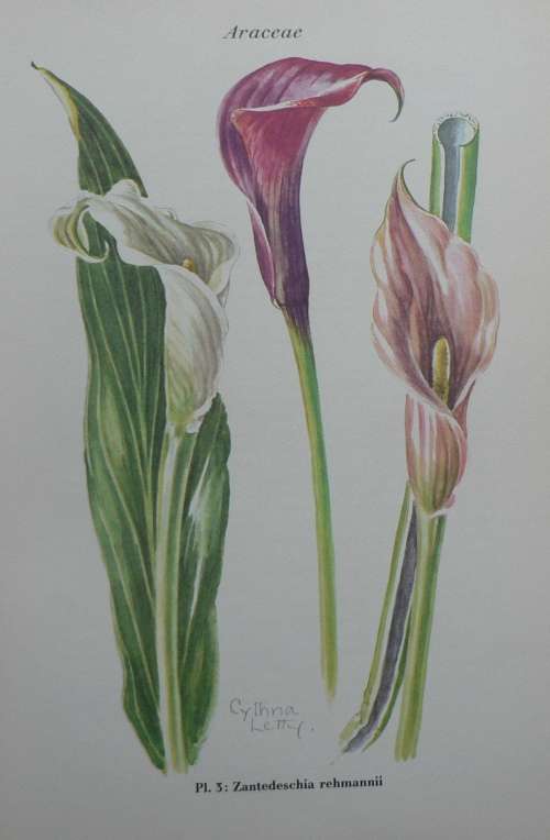 Wild Flowers of the Transvaal by Cythna Letty