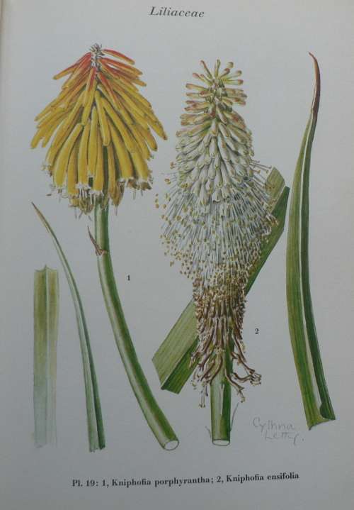 Wild Flowers of the Transvaal by Cythna Letty