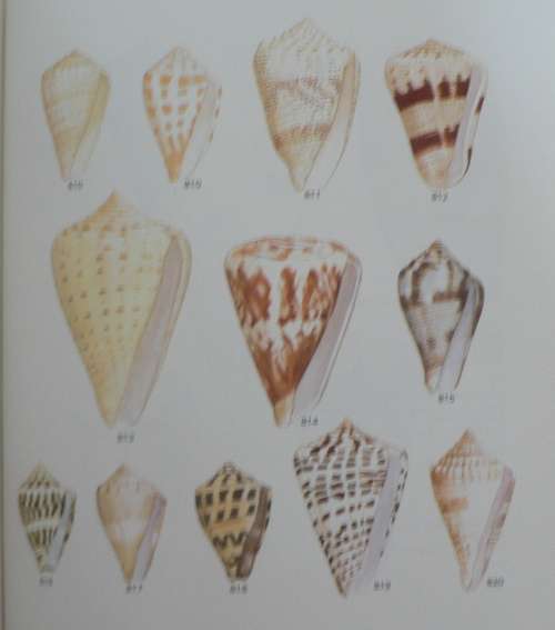 Sea-Shells of Southern Africa: Gastropods by Brian Kensley