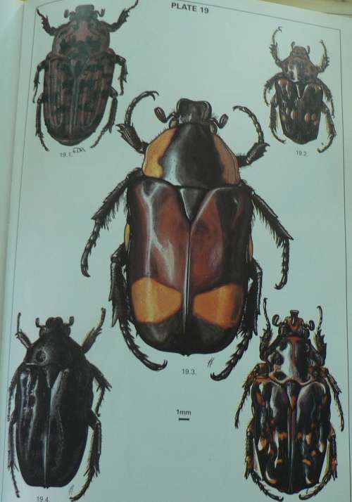 Fruit Chafers of Southern Africa by Erik Holm & Eugene Marais