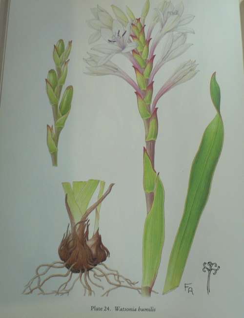 The genus Watsonia by Peter Goldblatt