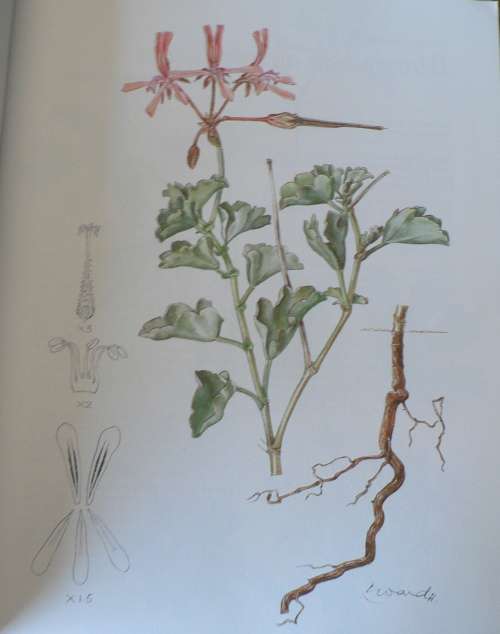 Pelargoniums of Southern Africa by J.J.A van der Walt, illustrations by Ellaphie Ward-Hillhorst