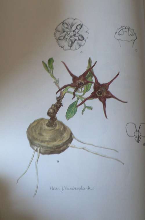 Ceropegia, Brachystelma and Riocreuxia in Southern Africa by R. Allen Dyer