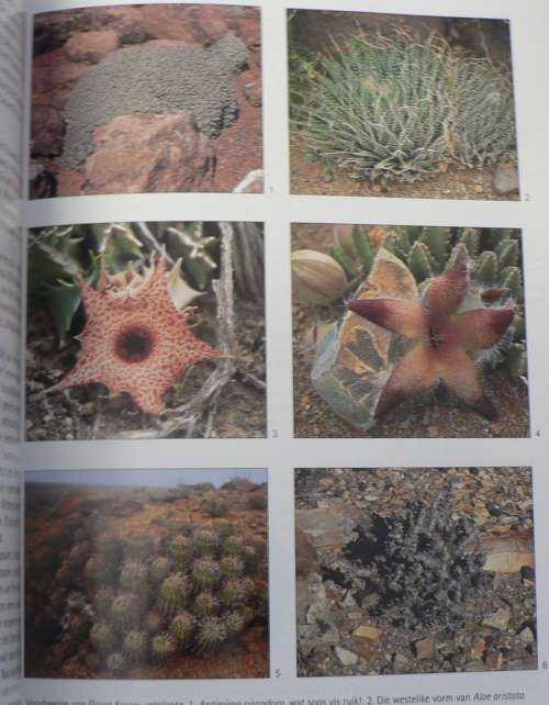 Vetplante van Suid-Afrika deur Smith, van Wyk en van Jaarsveld