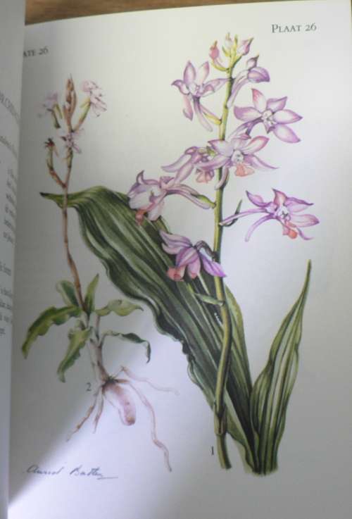 The Flowering Plants of the Tsitsikama forest and coastal National Park