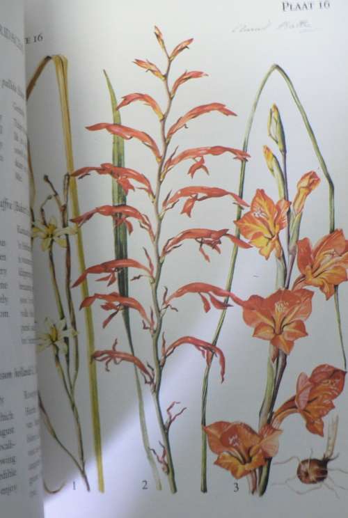 The Flowering Plants of the Tsitsikama forest and coastal National Park