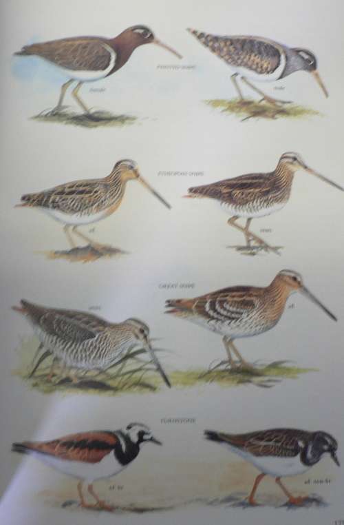 Sasol Birds 0f Southern  Africa by Sinclair, Hockey and Tarboton