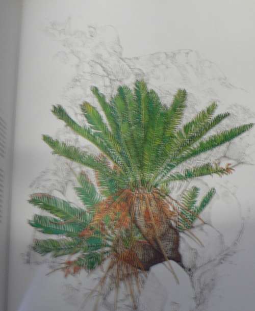 Cycads of Africa by Douglas Goode