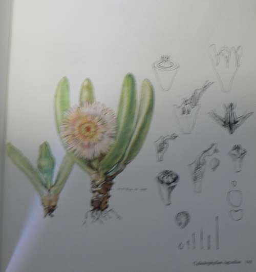 The Genera of the Mesembryanthemaceae by H. Herre(vygies)