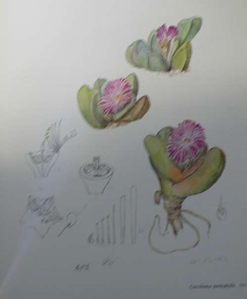 The Genera of the Mesembryanthemaceae by H. Herre(vygies)