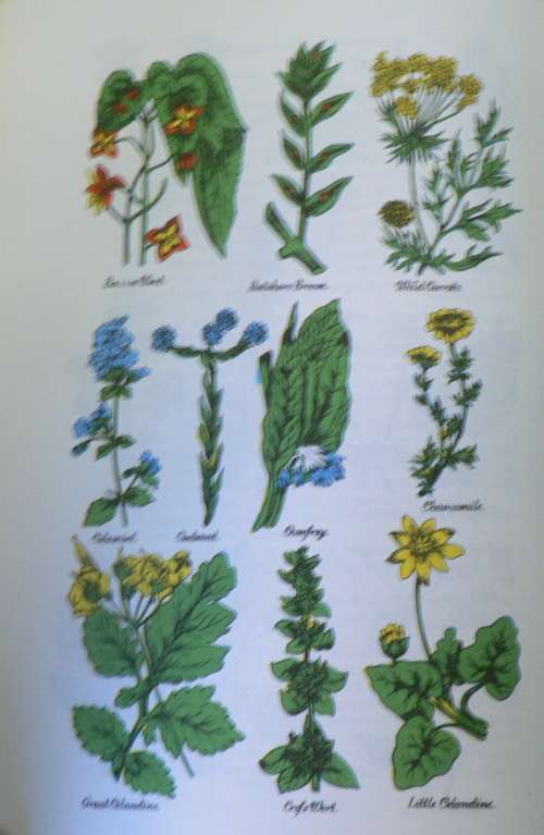 Culpepper`s complete Herbal