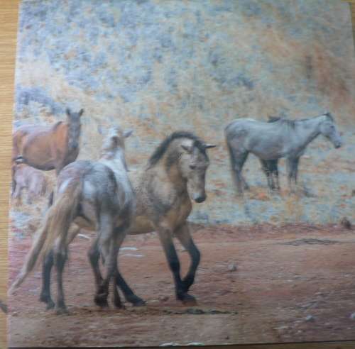 The wild horses of the Kaapsehoop Escarpment(beautiful nature book)