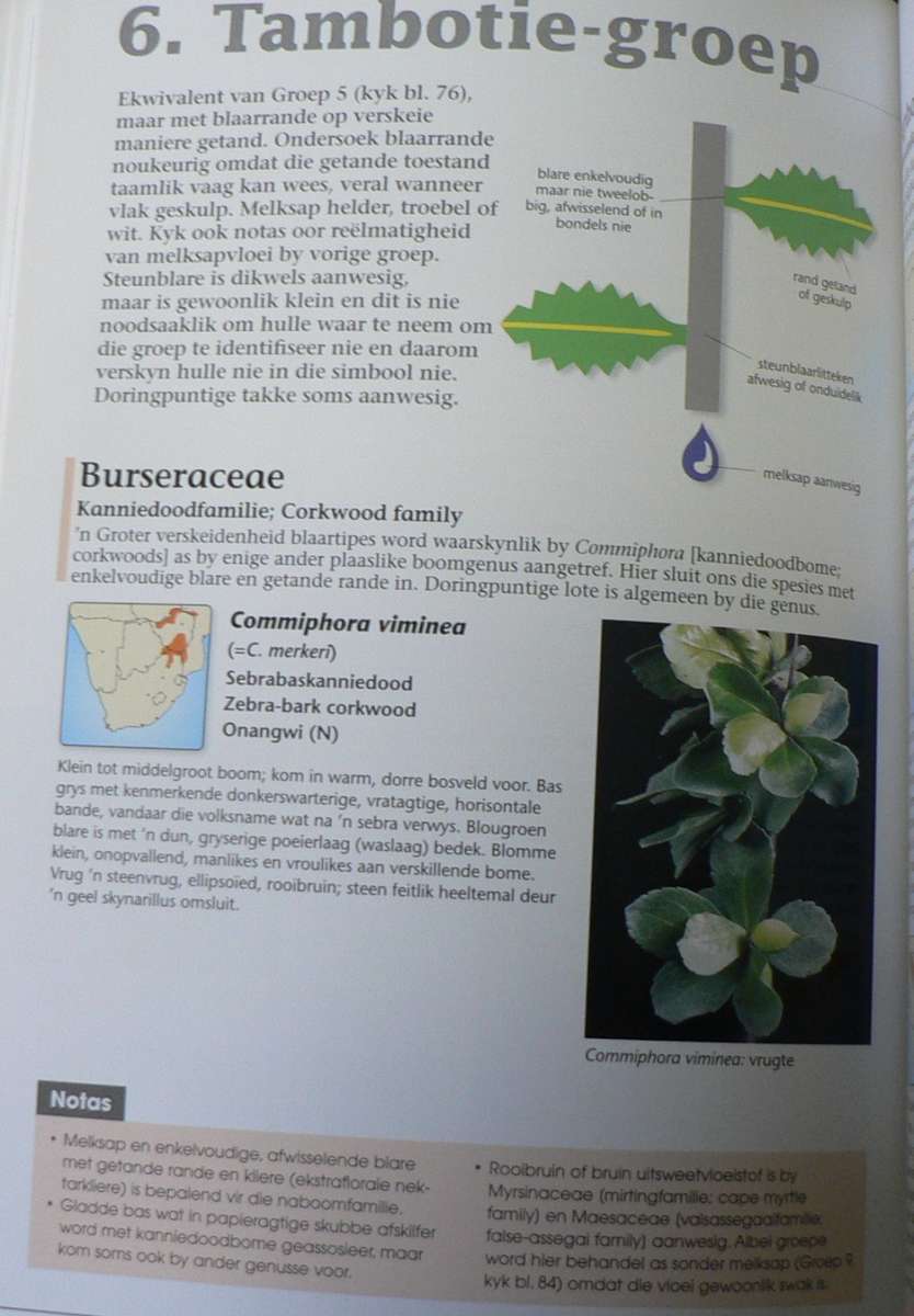 Identifiseer die bome van Suider-Afrika deur Piet en Braam van Wyk