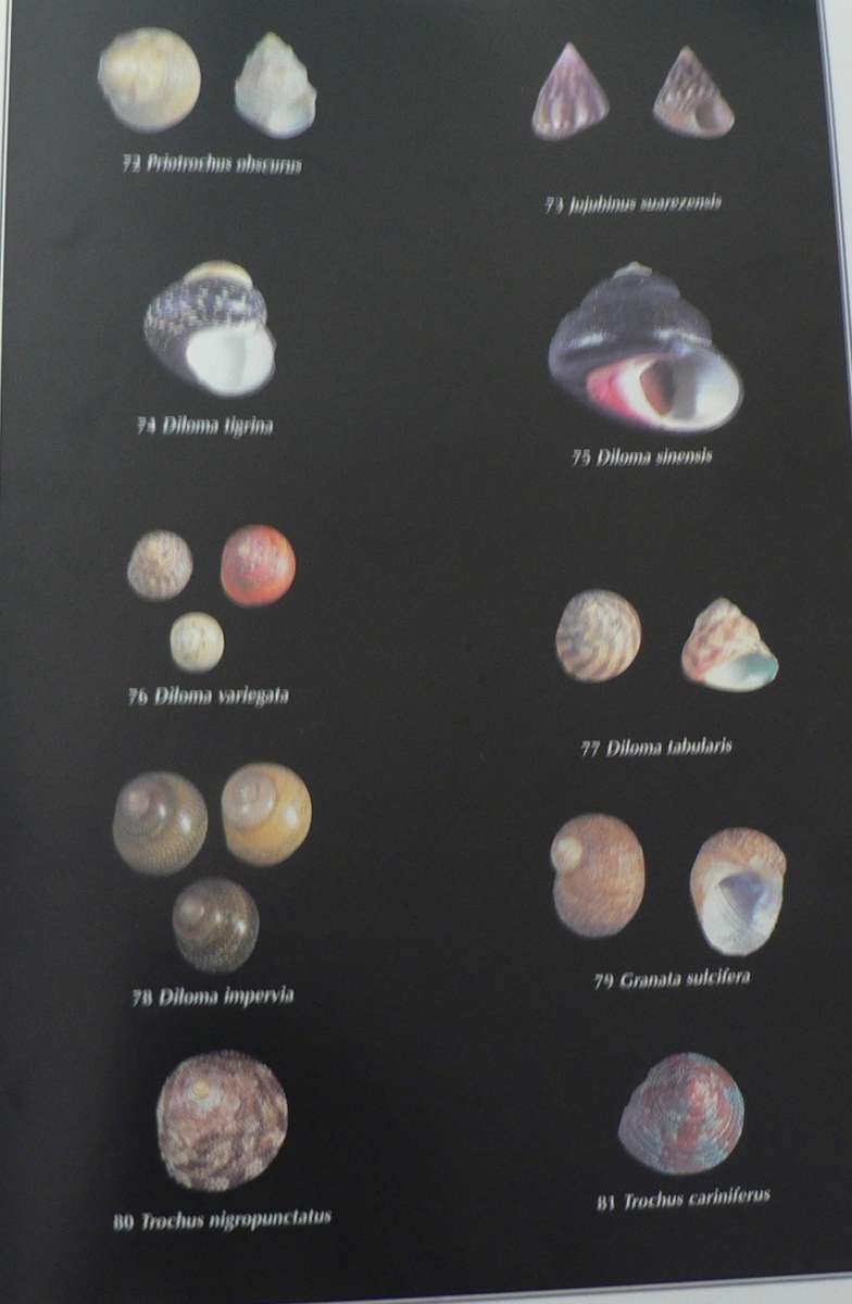 Die skulpe van Suid-Afrika deur D. Steyn en M. Lussi(pragtig geillustreer)