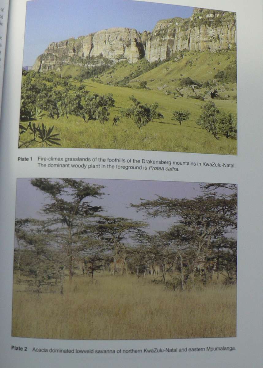 Veld management in South Africa by Neil Tainton(ed)