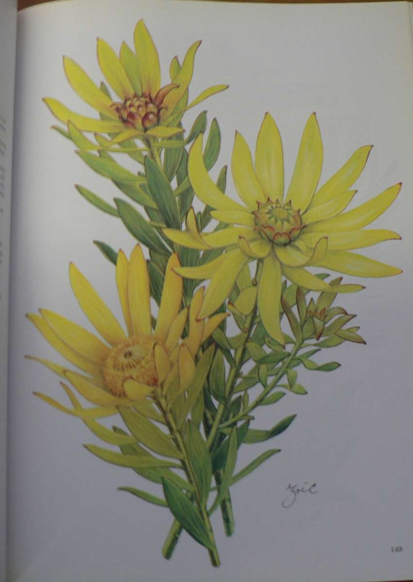 Proteas of the world by Matthews and Carter