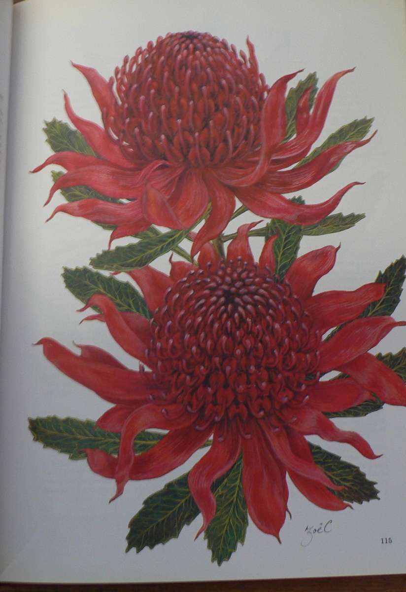 Proteas of the world by Matthews and Carter