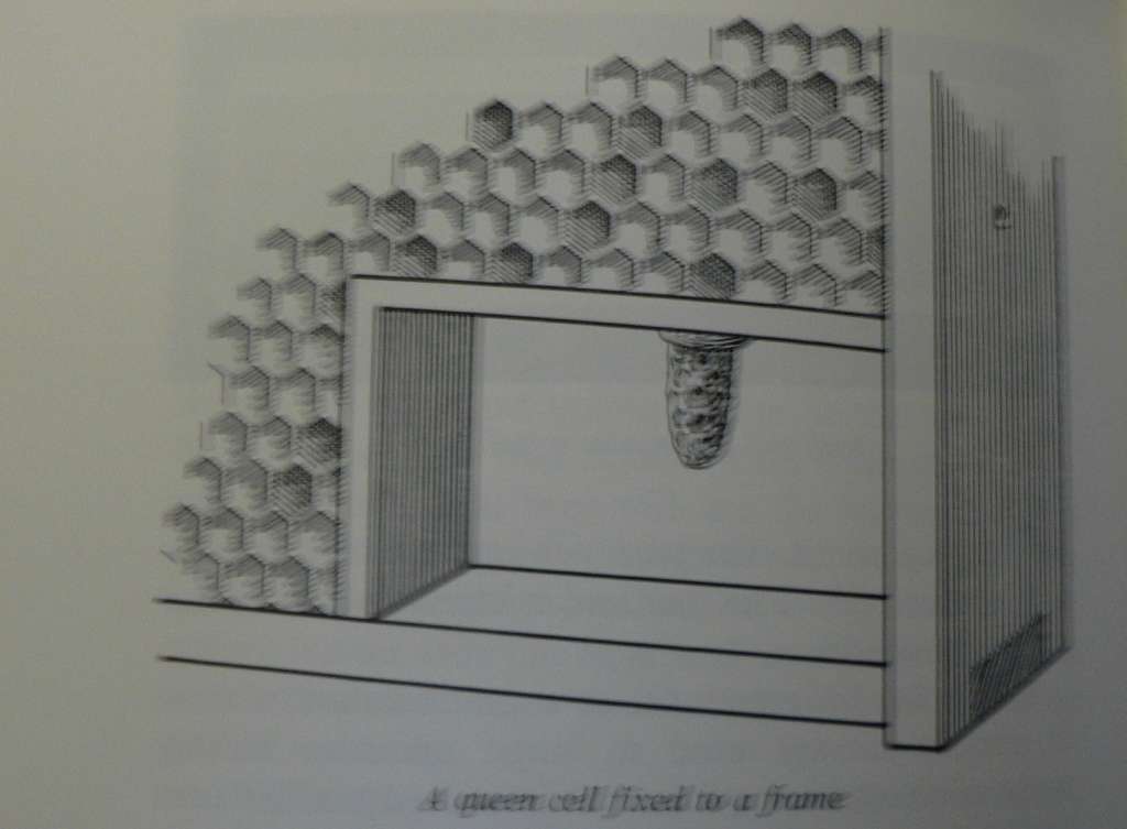 Beekeeping in Southern Africa by A.F. May