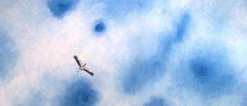 Large 1130mm x 490mm original oil painting *Wood Stork* By Daniel du Preez