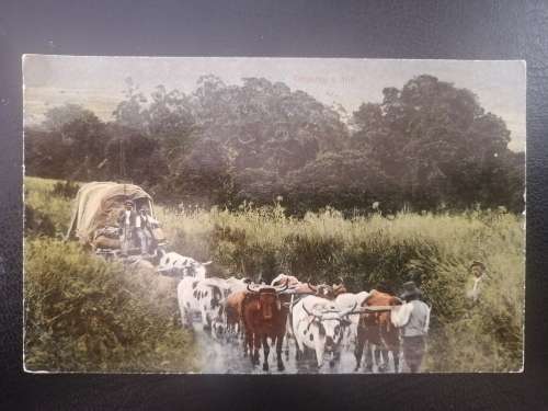 Vintage Postcard: Trekking Wagon and Oxen. Published by Hallis and Co of Port Elizabeth