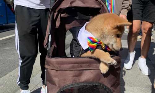 Folding Pet Stroller 4 Wheeled Dog Cat Carrier Cart Outdoor Travel Puppy Trolley