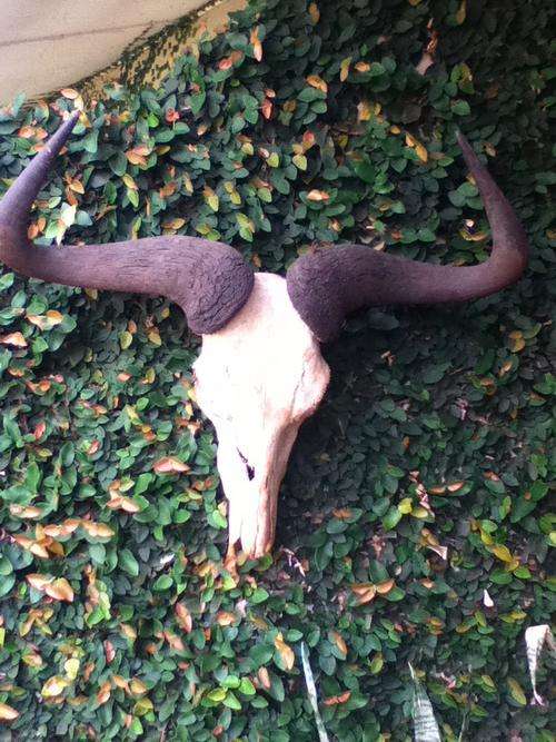WILDEBEEST / BUFFALO SKULL - PRICE NEGOTIABLE!