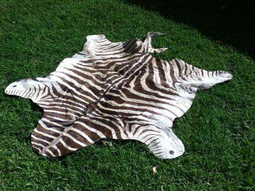 ZEBRA SKIN - PRACTICALLY FOR FREE!! SEE PICTURES!