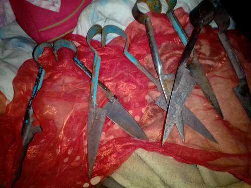 SHEEP SHEAR SCISSORS