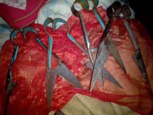 SHEEP SHEAR SCISSORS
