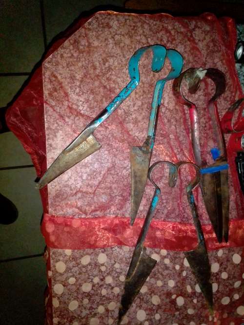 SHEEP SHEAR SCISSORS
