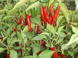 CAPSICUM SERRANO CHILLI PEPPERS (10 SEEDS) FOR 5 RAND