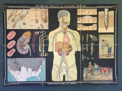 Winslow Health & Hygiene Series Charts (11)