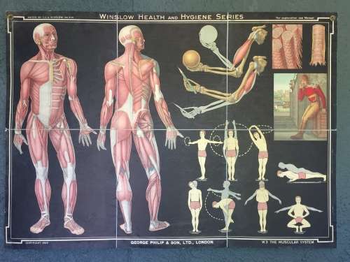 Winslow Health & Hygiene Series Charts (11)