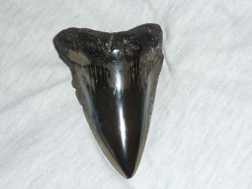 Fossil shark tooth Carcharodon Megalodon Great white