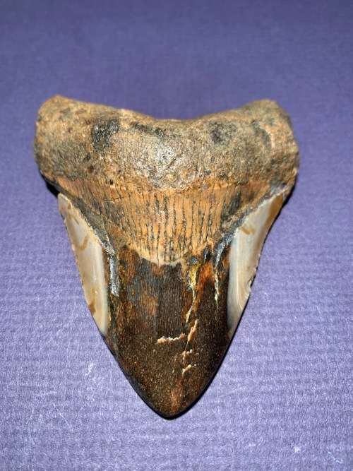 Fossil shark tooth Carcharodon Megalodon Great white shark  93 mm