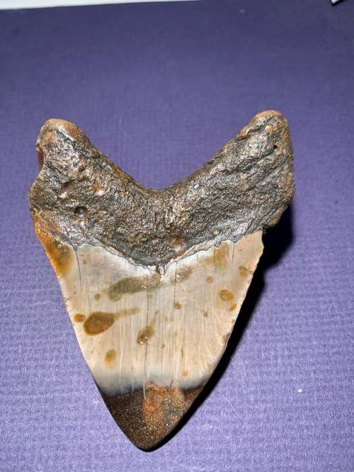 Fossil shark tooth Carcharodon Megalodon Great white shark  93 mm