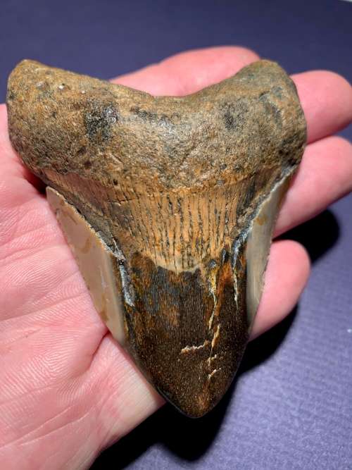 Fossil shark tooth Carcharodon Megalodon Great white shark  93 mm
