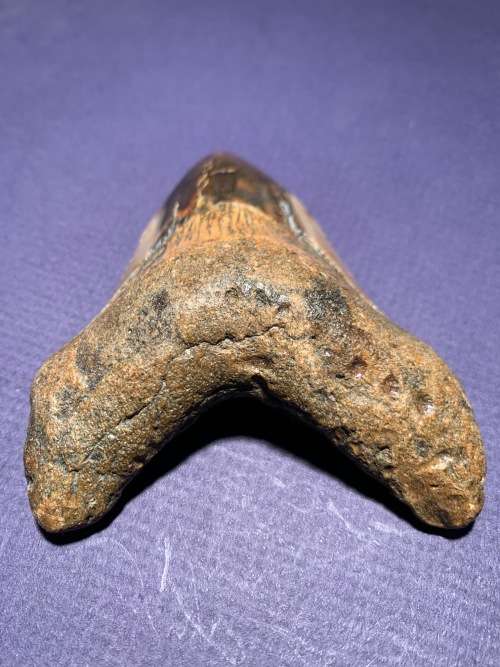 Fossil shark tooth Carcharodon Megalodon Great white shark  93 mm