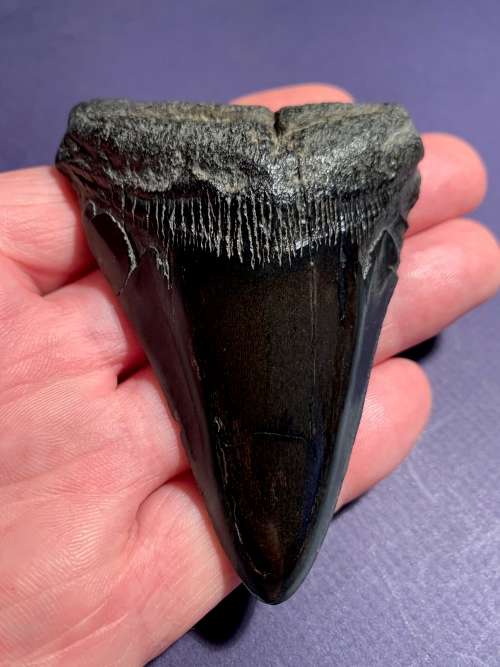 Fossil shark tooth Carcharodon Megalodon Great white shark  9 cm