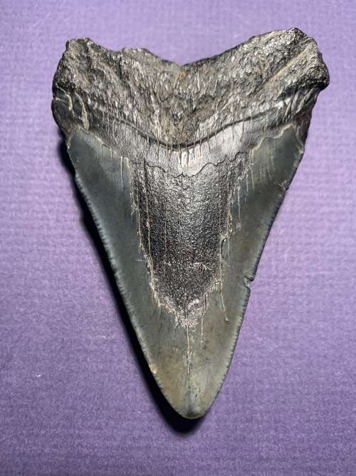 Fossil shark tooth Carcharodon Megalodon Great white shark  9 cm
